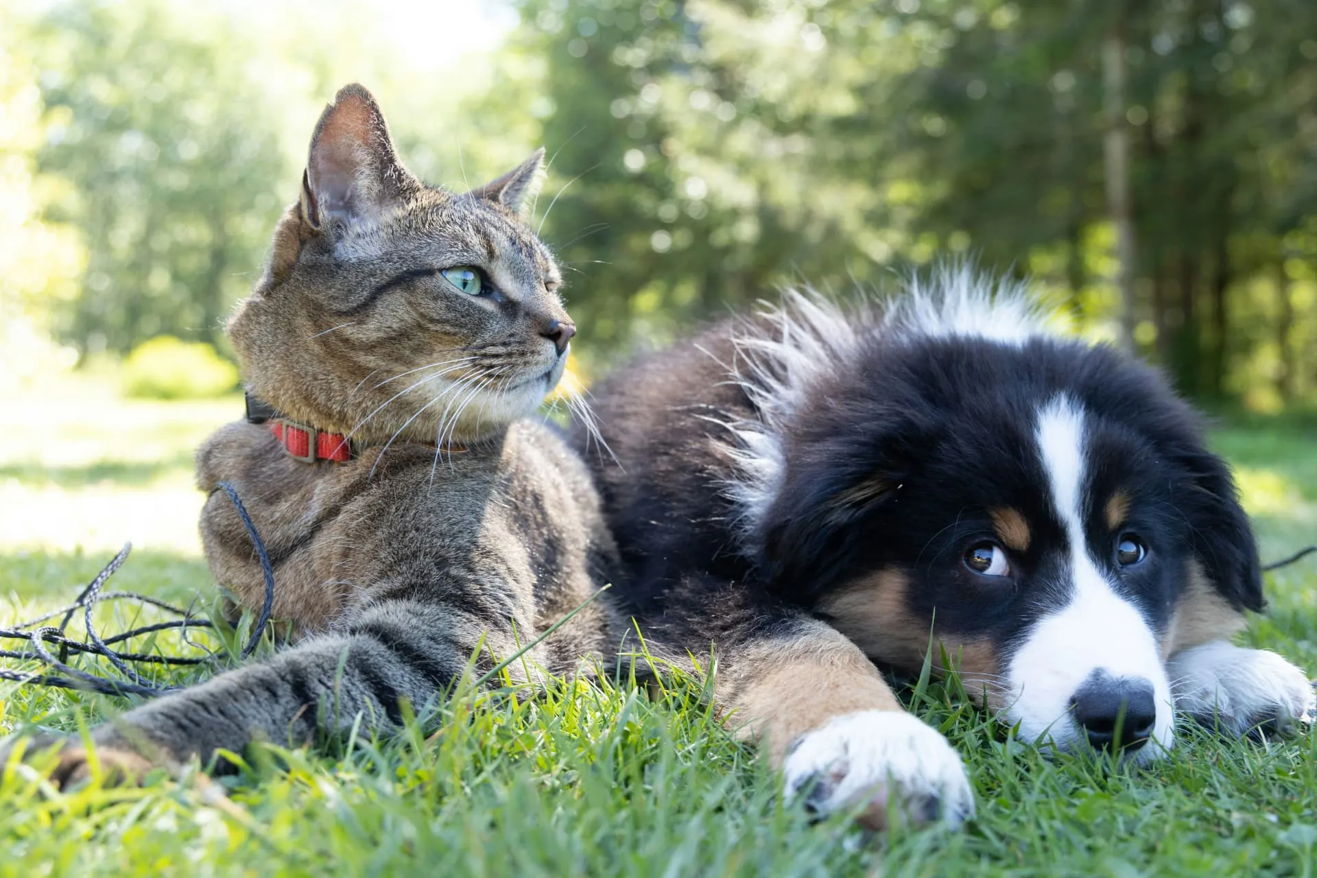 Tabby cat and border collie puppy resting together in the grass