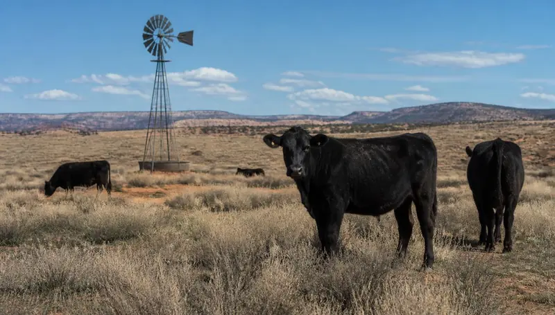Cattle and a windmill water tank on open range near Apple Valley, Utah — health insurance and ACA Marketplace enrollment for Apple Valley, Utah 84737 households