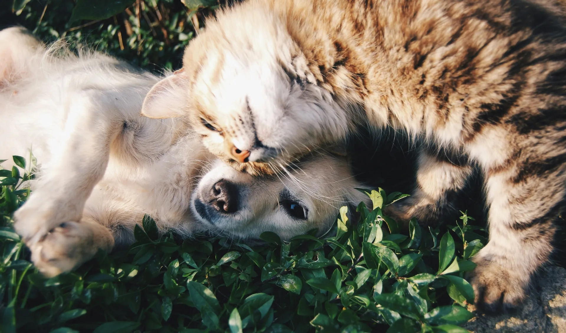 Tabby cat cuddling with a dog in a garden