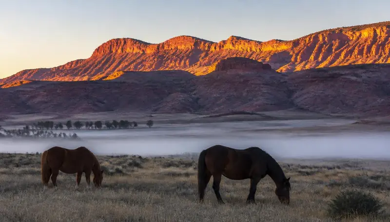 Horses grazing at sunrise on pasture in Dammeron Valley, Utah — health insurance and ACA Marketplace enrollment for Dammeron Valley, Utah 84783 households