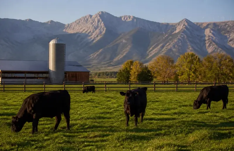 Black angus cattle grazing irrigated pasture beside a dairy barn and silo below the Tushar Mountains with wind turbines on the ridge — Beaver County dairy, ranch, and energy income