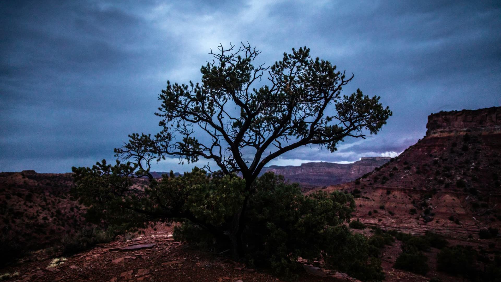 Lone juniper on a red rock rim above the Virgin River basin at dusk near Washington City, Utah — ACA / Obamacare health insurance enrollment for 84780 households